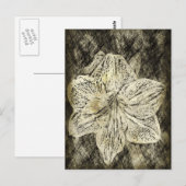 Amaryllis Old Time Sketch Briefkaart (Voorkant / Achterkant)