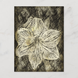 Amaryllis Old Time Sketch Briefkaart