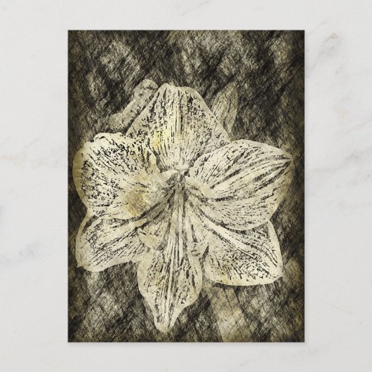 Amaryllis Old Time Sketch Briefkaart (Voorkant)