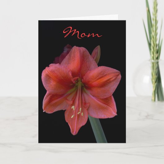 Amaryllis op Zwart Moederdag Kaart (Voorkant)