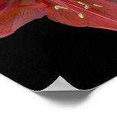 Amaryllis op zwart poster (Hoek)