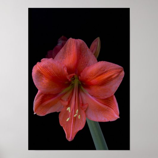 Amaryllis op zwart poster (Voorkant)