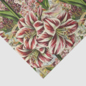 Amaryllis Overvloed Rood en Wit Feestelijke Vakant Tissuepapier (Detail)