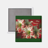 Amaryllis Pair kerst Magnet (Voorkant / Achterkant)