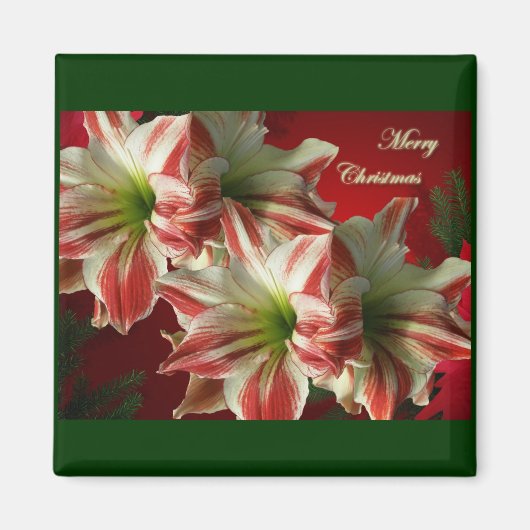Amaryllis Pair kerst Magnet (Voorkant)