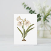 Amaryllis picta briefkaart (Staand voorkant)