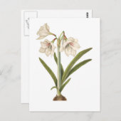 Amaryllis picta briefkaart (Voorkant / Achterkant)