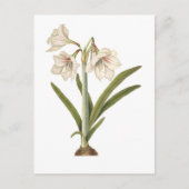 Amaryllis picta briefkaart (Voorkant)