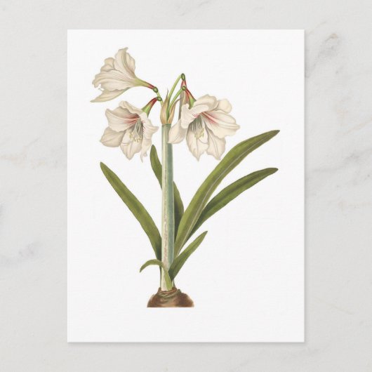 Amaryllis picta briefkaart (Voorkant)