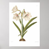 Amaryllis picta poster (Voorkant)