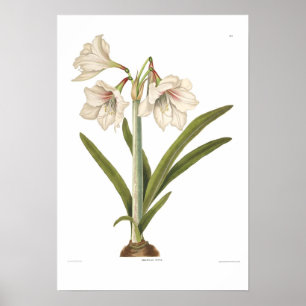 Amaryllis picta poster