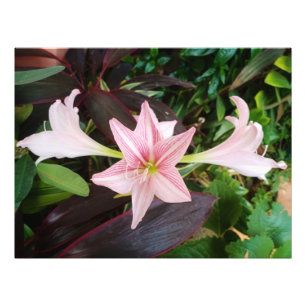 Amaryllis Plant in de tuin Foto Afdruk