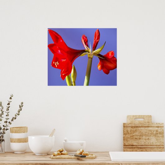 Amaryllis Poster (Keuken)