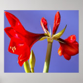 Amaryllis Poster (Voorkant)
