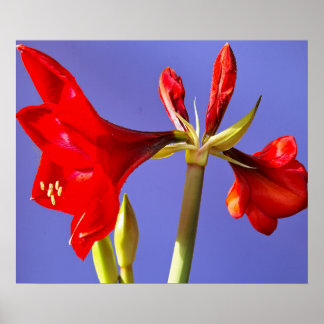 Amaryllis Poster