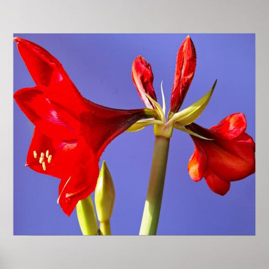 Amaryllis Poster (Voorkant)