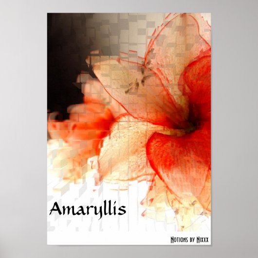 Amaryllis Poster (Voorkant)