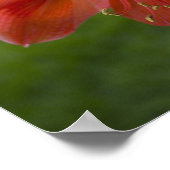 Amaryllis Poster (Hoek)