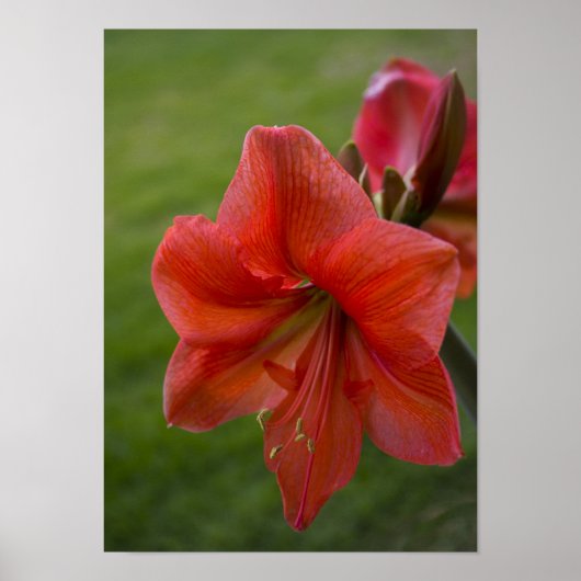 Amaryllis Poster (Voorkant)
