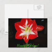 amaryllis, prettige feestdagen (plural:)! (Voorkant / Achterkant)