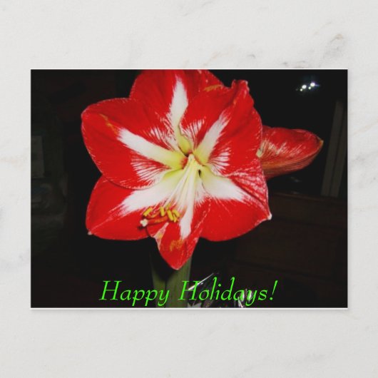 amaryllis, prettige feestdagen (plural:)! (Voorkant)