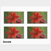 Amaryllis Rechthoekige Sticker (Vel)