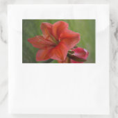 Amaryllis Rechthoekige Sticker (Tas)