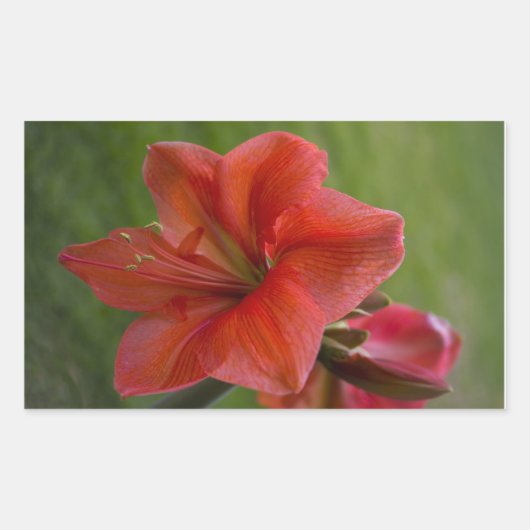Amaryllis Rechthoekige Sticker (Voorkant)