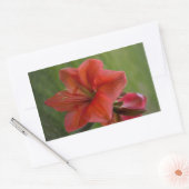 Amaryllis Rechthoekige Sticker (Envelop)