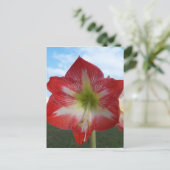 Amaryllis red en white MegaStar Briefkaart (Staand voorkant)