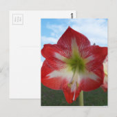 Amaryllis red en white MegaStar Briefkaart (Voorkant / Achterkant)