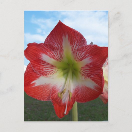 Amaryllis red en white MegaStar Briefkaart (Voorkant)