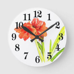 Amaryllis Ronde Klok