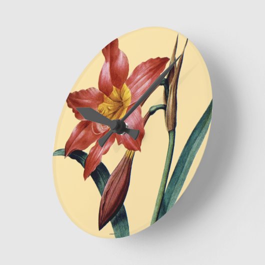 Amaryllis Ronde Klok (Hoek)