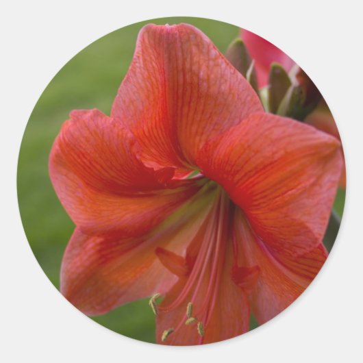 Amaryllis Ronde Sticker (Voorkant)