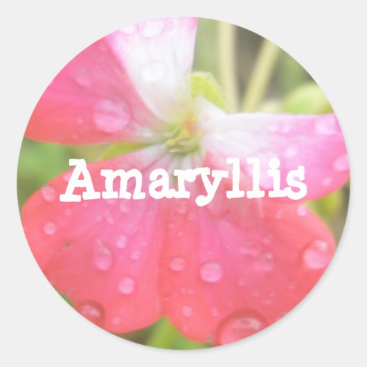 Amaryllis Ronde Sticker (Voorkant)
