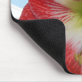Amaryllis rood en wit MegaStar Muismat (Hoek)