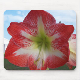 Amaryllis rood en wit MegaStar Muismat