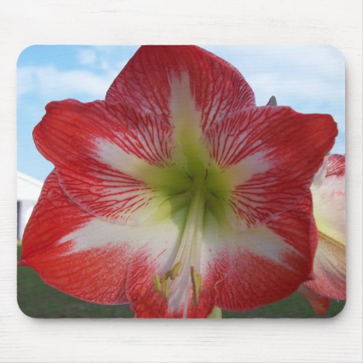 Amaryllis rood en wit MegaStar Muismat (Voorkant)