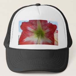 Amaryllis rood en wit MegaStar Trucker Pet