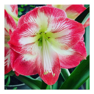 Amaryllis roze wit kleur zachte bloemtak perfect poster