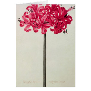 Amaryllis Sarniensis of Narcissus