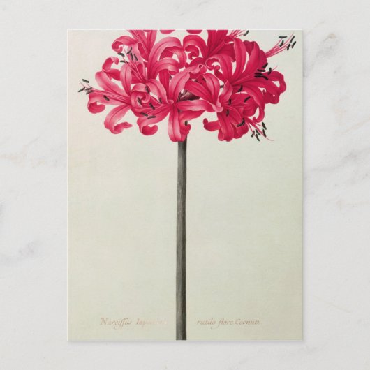 Amaryllis Sarniensis of Narcissus Briefkaart (Voorkant)