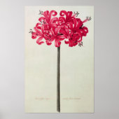Amaryllis Sarniensis of Narcissus Poster (Voorkant)