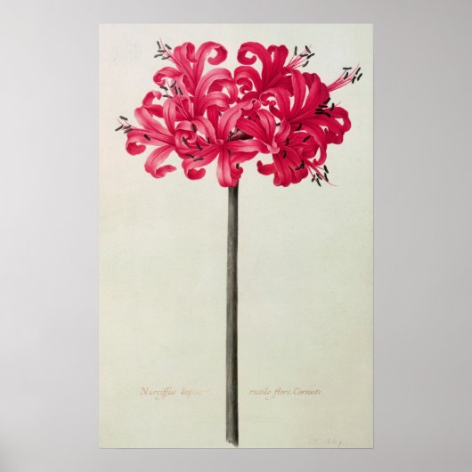 Amaryllis Sarniensis of Narcissus Poster (Voorkant)