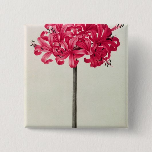 Amaryllis Sarniensis of Narcissus Vierkante Button 5,1 Cm (Voorkant)