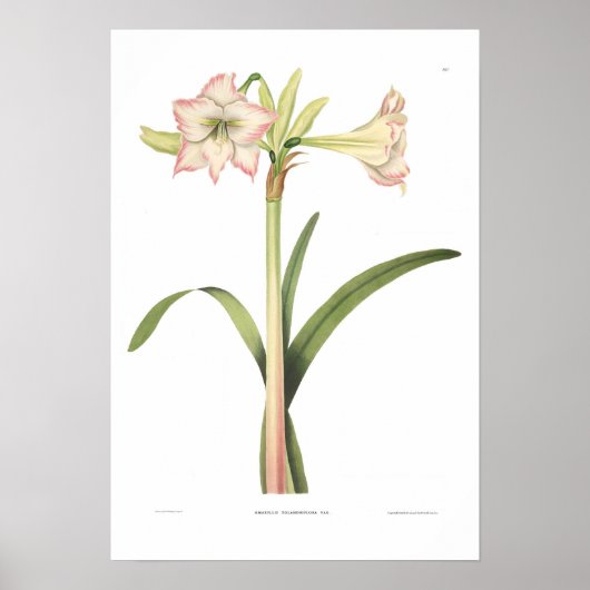 Amaryllis solandriflora poster (Voorkant)