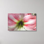Amaryllis Stretched Canvas Print (Voorkant)