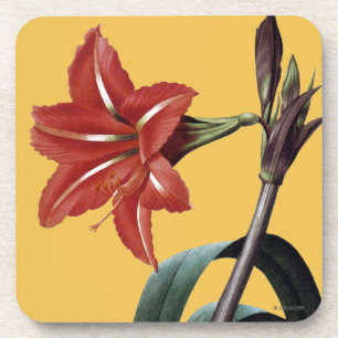 Amaryllis Striped Bier Onderzetter