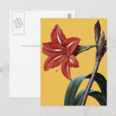 Amaryllis Striped Briefkaart (Voorkant / Achterkant)